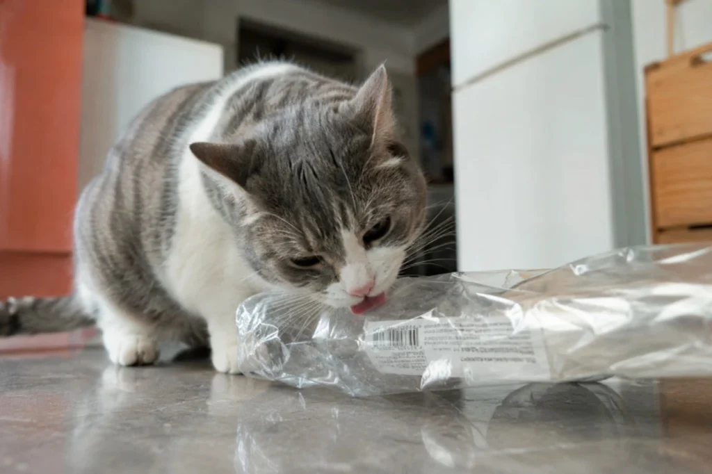 Dlaczego kot liże plastik i kiedy powinno to zaniepokoić?