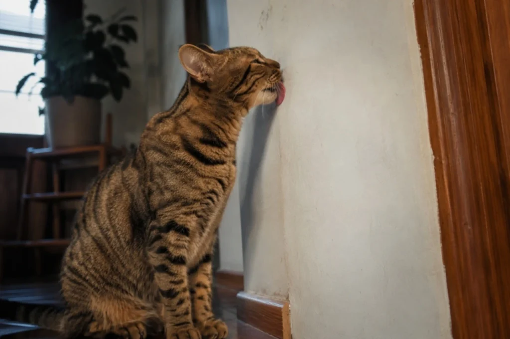 Dlaczego kot liże ściany? 6 możliwych przyczyn