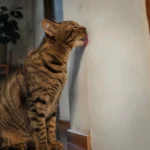 Dlaczego kot liże ściany? 6 możliwych przyczyn