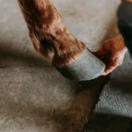 Koń nie podaje kopyta – co może być powodem?